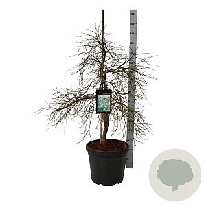 Acer pal. 'Dissectum' 80-100 cm 30L extra