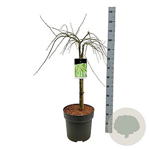 Acer pal. 'Dissectum' 50 cm stam 14L