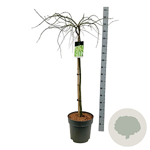 Acer pal. 'Dissectum' 90 cm stam 14L