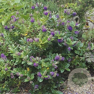 Hebe franciscana 'Blue Gem' GM 10L
