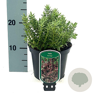 Hebe 'Red Edge' 25-30 cm 2,0L