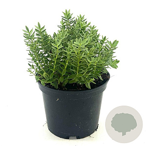 Hebe 'Red Edge' 25-30 cm 2,0L