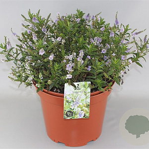 Hebe 'Sapphire' 25-30 cm 2,0L
