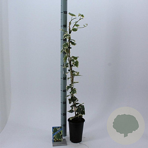 Hedera colchica 'Dentata Variegata' 70 cm C1.5 met stok