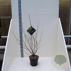 Alnus glutinosa 60-80 cm 6L meerstammig