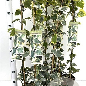Hedera colchica 'Dentata Variegata' 70-80 cm rozenpot 2L