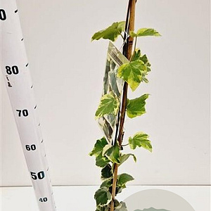 Hedera colchica 'Dentata Variegata' 70-80 cm rozenpot 2L