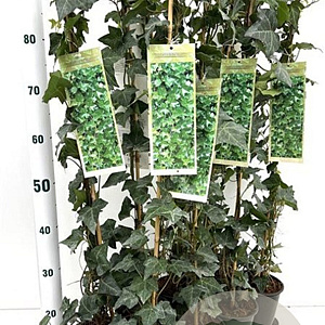 Hedera helix 70-80 cm rozenpot 2L
