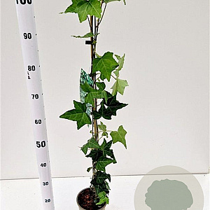 Hedera helix 70-80 cm rozenpot 2L