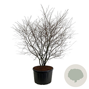 Amelanchier lamarckii 225-250 cm cont. 285L solitair