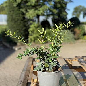 Berberis julianae 30-40 cm 2,0L