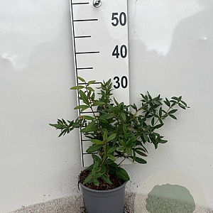 Berberis julianae 30-40 cm 2,0L