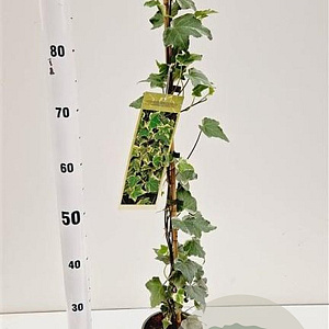 Hedera hel. 'Glacier' 70-80 cm rozenpot 2L