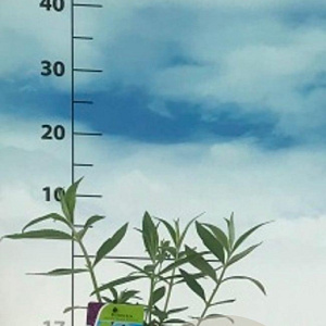 Buddleja d. 'Black Knight' 40-50 cm 3,0L