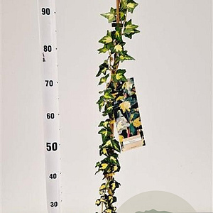 Hedera hel. 'Goldheart' 70-80 cm rozenpot 2L