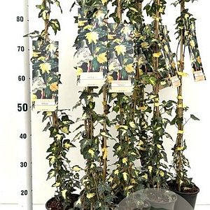 Hedera hel. 'Goldheart' 70-80 cm rozenpot 2L