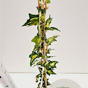 Hedera hel. 'Goldheart' 70-80 cm rozenpot 2L