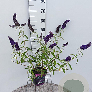 Buddleja d. 'Black Knight' 40-60 cm 3,0L