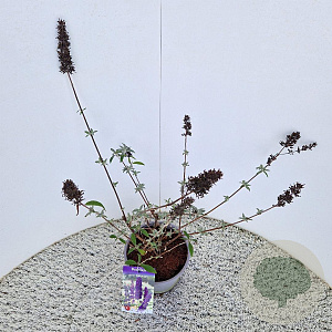 Buddleja d. 'Black Knight' 50-55 cm 3,0L