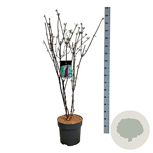 Buddleja d. 'Black Knight' 100-125 cm 15L