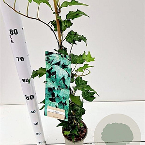 Hedera hel. 'Green Ripple' 70-80 cm rozenpot 2L