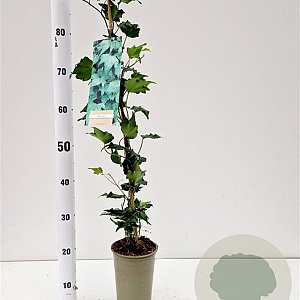 Hedera hel. 'Green Ripple' 70-80 cm rozenpot 2L