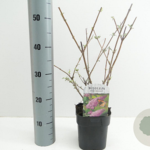 Buddleja d. 'Pink Delight' 25-30 cm 2,0L