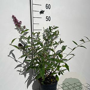 Buddleja d. 'Pink Delight' 40-60 cm 2,0L