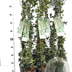 Hedera hel. 'Ivalace' 70-80 cm rozenpot 2L