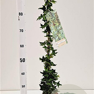 Hedera hel. 'Ivalace' 70-80 cm rozenpot 2L