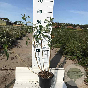Buddleja d. 'White Profusion' 40-60 cm 2,0L