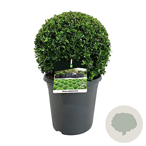 Buxus sempervirens 30-35 cm C8.5 bol