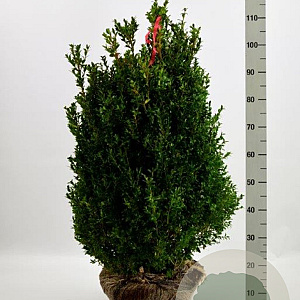 Buxus sempervirens 45-50 cm met kluit bol