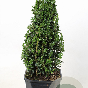 Buxus sempervirens 50-60 cm 3,0L piramide