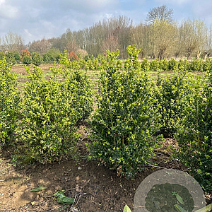 Buxus sempervirens 60-80 cm met kluit
