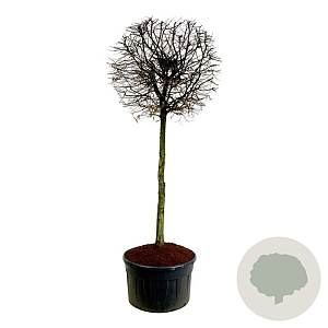 Carpinus betulus 200 cm stam cont. 500L