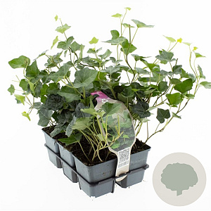 Hedera hibernica GM sixpack