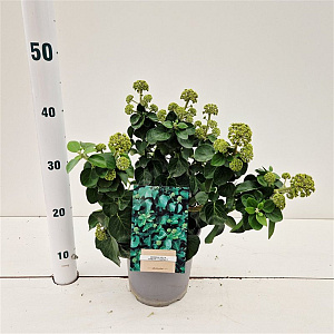 Hedera hib. 'Arbori Compact' 25-30 cm 2,5L