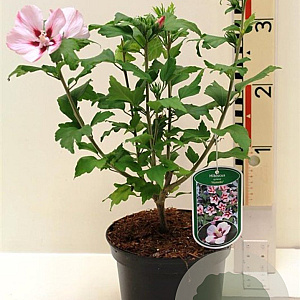 Hibiscus hamabo 40-45 cm 3,0L