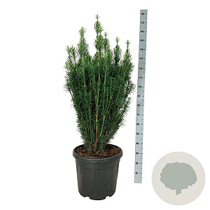 Cephalotaxus h. 'Fastigiata' 100-125 cm 45L extra