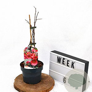 Chaenomeles sup. 'Pink Lady' 30-40 cm 2,0L