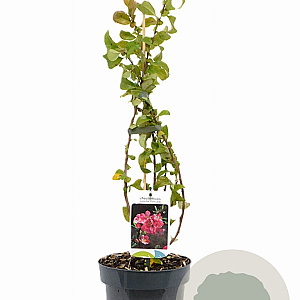 Chaenomeles sup. 'Pink Lady' 30-40 cm 2,0L