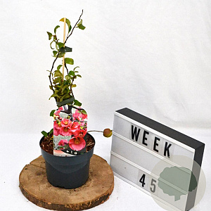 Chaenomeles sup. 'Pink Lady' 30-40 cm 2,0L
