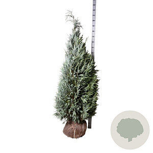 Chamaecyparis l. 'Columnaris' 160-180 cm met kluit extra