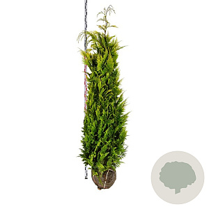 Chamaecyparis l. 'Ivonne' 180-200 cm met kluit extra