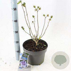 Hibiscus syr. Blue Chiffon 60-70 cm 5,0L