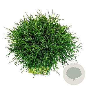 Chamaecyparis p. 'Sungold' 30-40 cm 6,5L