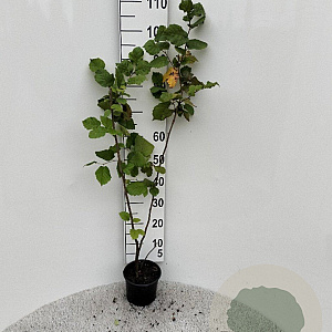 Corylus avellana 80-100 cm 2,0L