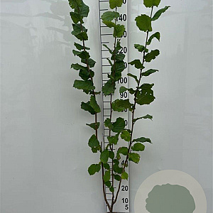 Corylus avellana 150-175 cm 5,0L