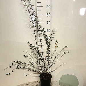 Cotoneaster franchetii 100-125 cm 2,0L
